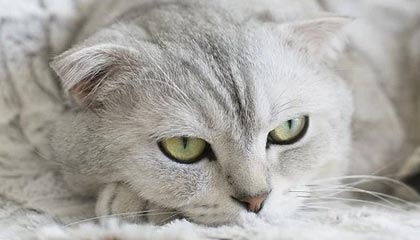 DB电竞官网下载-云开体育:云端驱动的运动生态新纪元