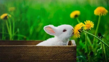 e星体育官网：用官方之力点亮赛事热情，开启无忧博彩新体验